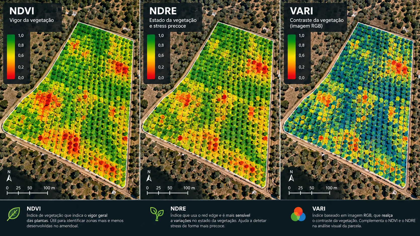 Comparação de índices NDVI, NDRE e VARI num amendoal