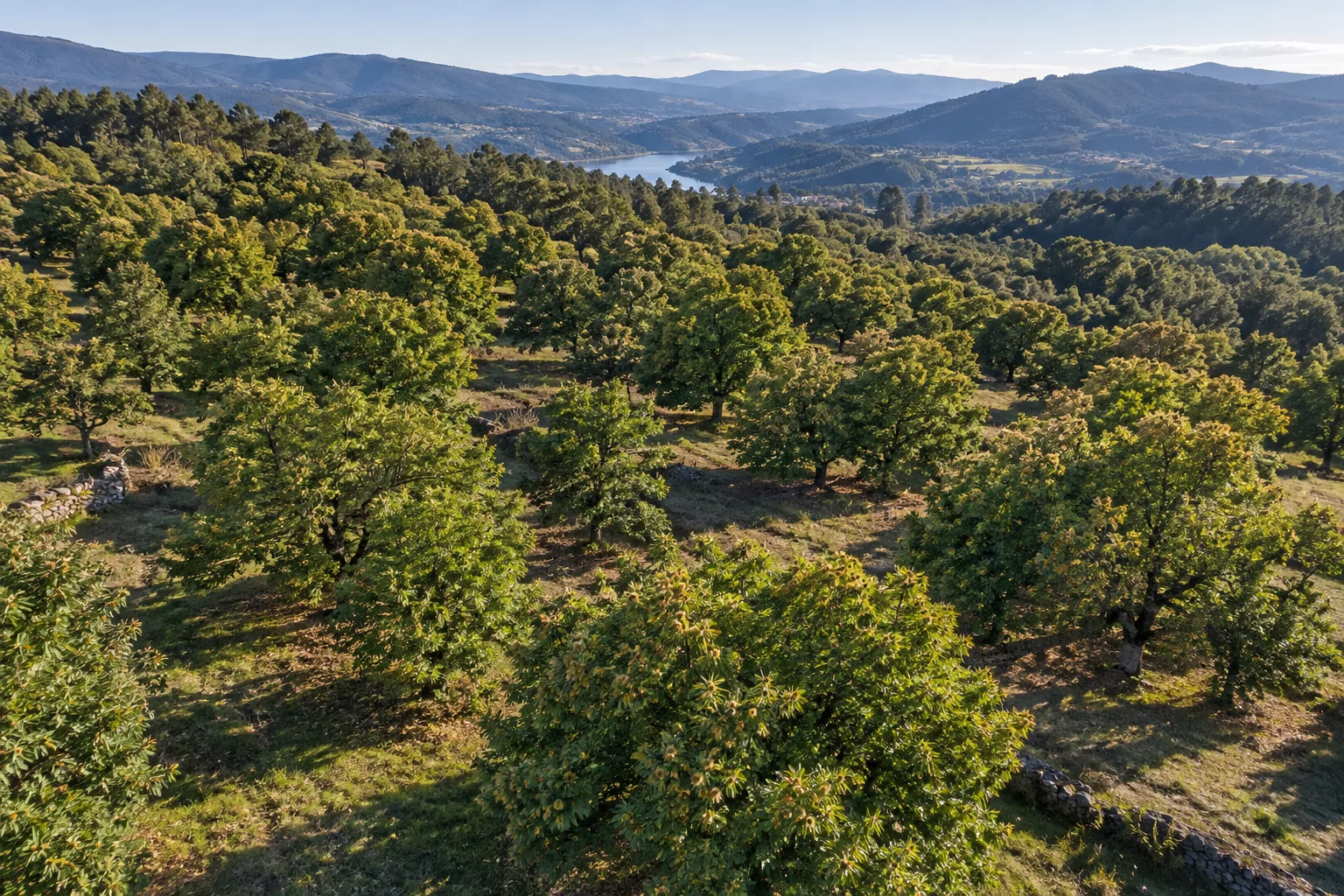 Vista aérea de um souto de castanheiros