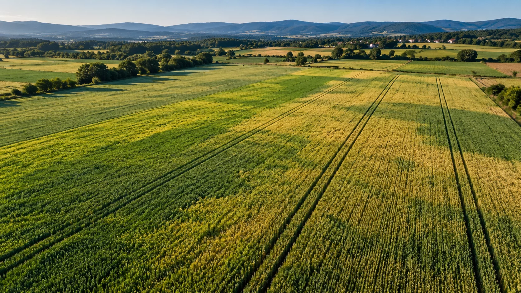 Vista aérea de parcelas de cereais com diferenças de desenvolvimento