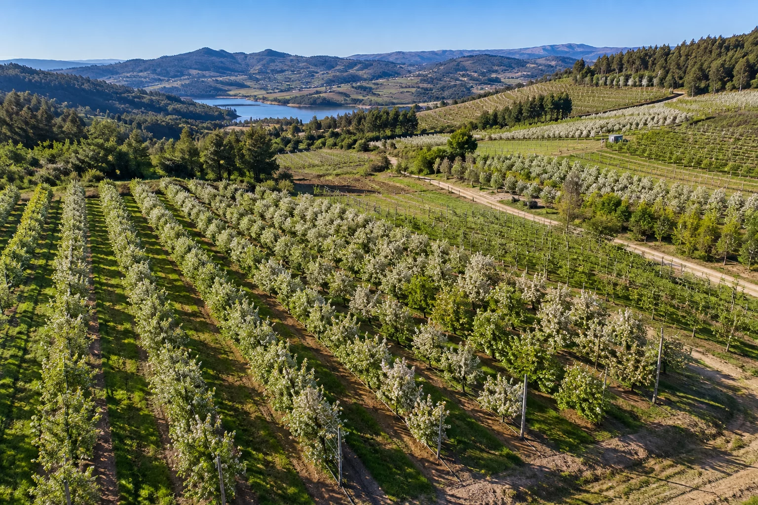 Vista aérea de pomares organizados em linhas numa paisagem agrícola